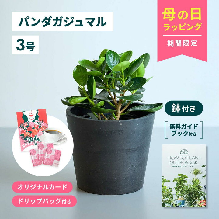 楽天市場】＼レビュー特典あり／ パンダガジュマル 観葉植物 母の日 