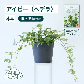 ＼レビュー特典あり／ アイビー 斑入り 緑　ヘデラ 観葉植物 大型 小さい 軽い ミニ インテリア おしゃれ アンドプランツ andplants エコポッツ ecopots 鉢 植木鉢 育てやすい 枯れにくい 風水 縁起 プレゼント ギフト 新築祝い 結婚祝い 開業祝い メッセージカード