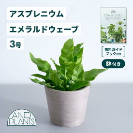 ＼レビュー特典あり／ アスプレニウム エメラルドウェーブ 観葉植物 大型 小さい 軽い ミニ インテリア おしゃれ アンドプランツ andplants エコポッツ ecopots 鉢 植木鉢 育てやすい 枯れにくい 風水 縁起 プレゼント ギフト 新築祝い 結婚祝い 開業祝い メッセージカード