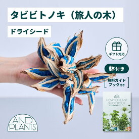 ＼レビュー特典あり／タビビトノキ ドライシード 観葉植物 大型 小さい 軽い ミニ インテリア おしゃれ アンドプランツ andplants エコポッツ ecopots 鉢 植木鉢 育てやすい 枯れにくい 風水 縁起 プレゼント ギフト 新築祝い 結婚祝い 開業祝い メッセージカード