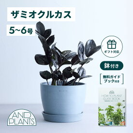 ＼レビュー特典あり／ ザミオクルカス レイヴン 観葉植物 本物 大型 小さい 軽い ミニ インテリア おしゃれ アンドプランツ andplants エコポッツ ecopots 鉢 植木鉢 育てやすい 枯れにくい 風水 縁起 プレゼント ギフト 新築祝い 結婚祝い 開業祝い 送料無料