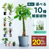 楽天市場】観葉植物（花・観葉植物｜花・ガーデン・DIY）の通販