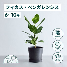 ＼レビュー特典あり／フィカス ベンガレンシス 観葉植物 本物 大型 小さい 軽い ミニ インテリア おしゃれ アンドプランツ andplants エコポッツ ecopots 鉢 植木鉢 育てやすい 枯れにくい 風水 縁起 プレゼント ギフト 新築祝い 結婚祝い 開業祝い 送料無料