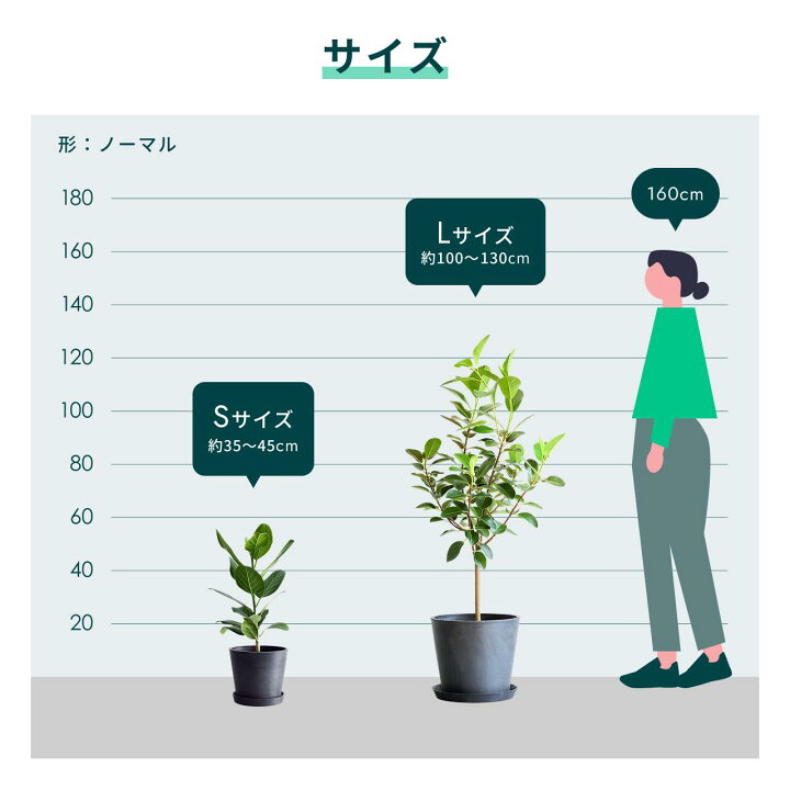 楽天市場】＼レビュー特典あり／フィカス ベンガレンシス 観葉植物 母 