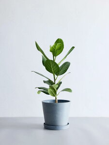 ͂炳ȂT|[gtϗtA ϗtA { S   Ă₷ ͂ɂ   CeA  y ~j Ahvc andplants GR|bc ecopots  Aؔ 