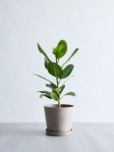 _r[T^Iׂ7̊ϗtA ϗtA { S   Ă₷ ͂ɂ   CeA  y ~j Ahvc andplants GR|bc ecopots  