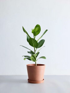 ͂炳ȂT|[gtϗtA ϗtA { S   Ă₷ ͂ɂ   CeA  y ~j Ahvc andplants GR|bc ecopots  Aؔ 