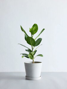 _r[T^Iׂ7̊ϗtA ϗtA { S   Ă₷ ͂ɂ   CeA  y ~j Ahvc andplants GR|bc ecopots  