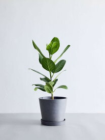 ＼レビュー特典あり／フィカス ベンガレンシス 観葉植物 本物 大型 小さい 軽い ミニ インテリア おしゃれ アンドプランツ andplants エコポッツ ecopots 鉢 植木鉢 育てやすい 枯れにくい 風水 縁起 プレゼント ギフト 新築祝い 結婚祝い 開業祝い 送料無料