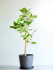 _r[T^tBJX xKVX ϗtA { ^  y ~j CeA  Ahvc andplants GR|bc ecopots  Aؔ Ă₷ ͂ɂ  