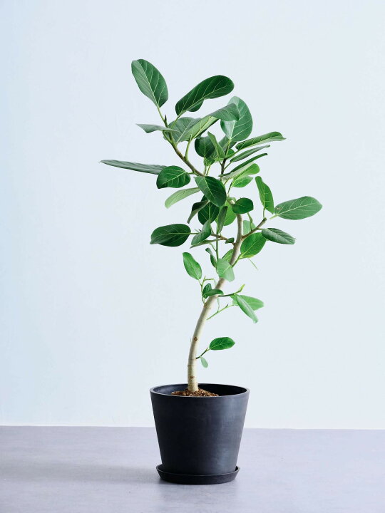楽天市場】＼レビュー特典あり／フィカス ベンガレンシス 観葉植物 母 