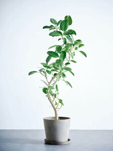 \レビュー特典あり/フィカス ベンガレンシス 観葉植物 本物 大型 小さい 軽い ミニ インテリア おしゃれ アンドプランツ andplants エコポッツ ecopots 鉢 植木鉢 育てやすい 枯れにくい 風水