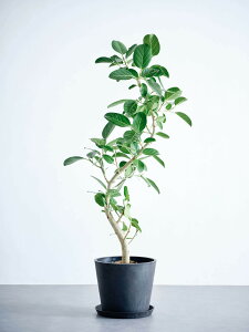 _r[T^tBJX xKVX ϗtA { ^  y ~j CeA  Ahvc andplants GR|bc ecopots  Aؔ Ă₷ ͂ɂ  