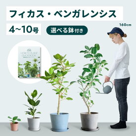 ＼レビュー特典あり／フィカス ベンガレンシス 観葉植物 母の日 本物 大型 小さい 軽い ミニ インテリア おしゃれ アンドプランツ andplants エコポッツ ecopots 鉢 植木鉢 育てやすい 枯れにくい 風水 縁起 プレゼント ギフト 新築祝い 結婚祝い 開業祝い 送料無料