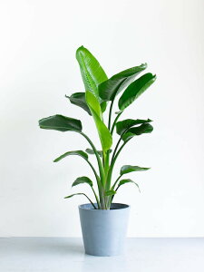 _r[T^Xg`A I[KX^ ϗtA { ^  y ~j CeA  Ahvc andplants GR|bc ecopots  Aؔ Ă₷ ͂ɂ  