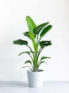 _r[T^Xg`A I[KX^ ϗtA { ^  y ~j CeA  Ahvc andplants GR|bc ecopots  Aؔ Ă₷ ͂ɂ  