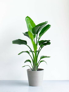 _r[T^Xg`A I[KX^ ϗtA { ^  y ~j CeA  Ahvc andplants GR|bc ecopots  Aؔ Ă₷ ͂ɂ  