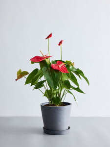 _r[T^AXE ϗtA { ^  y ~j CeA  Ahvc andplants GR|bc ecopots  Aؔ Ă₷ ͂ɂ  N v[