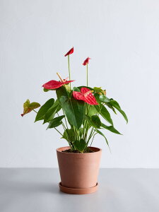 _r[T^AXE ϗtA { ^  y ~j CeA  Ahvc andplants GR|bc ecopots  Aؔ Ă₷ ͂ɂ  N v[