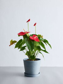 ＼レビュー特典あり／ アンスリウム 観葉植物 本物 大型 小さい 軽い ミニ インテリア おしゃれ アンドプランツ andplants エコポッツ ecopots 鉢 植木鉢 育てやすい 枯れにくい 風水プレゼント ギフト 新築祝い 結婚祝い 開業祝い メッセージカード 送料無料 縁起