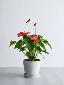 ＼レビュー特典あり／ アンスリウム 観葉植物 本物 大型 小さい 軽い ミニ インテリア おしゃれ アンドプランツ andplants エコポッツ ecopots 鉢 植木鉢 育てやすい 枯れにくい 風水プレゼント ギフト 新築祝い 結婚祝い 開業祝い メッセージカード 送料無料 縁起