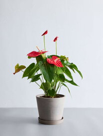 ＼レビュー特典あり／ アンスリウム 観葉植物 本物 大型 小さい 軽い ミニ インテリア おしゃれ アンドプランツ andplants エコポッツ ecopots 鉢 植木鉢 育てやすい 枯れにくい 風水プレゼント ギフト 新築祝い 結婚祝い 開業祝い メッセージカード 送料無料 縁起