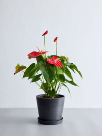 ＼レビュー特典あり／ アンスリウム 観葉植物 本物 大型 小さい 軽い ミニ インテリア おしゃれ アンドプランツ andplants エコポッツ ecopots 鉢 植木鉢 育てやすい 枯れにくい 風水プレゼント ギフト 新築祝い 結婚祝い 開業祝い メッセージカード 送料無料 縁起