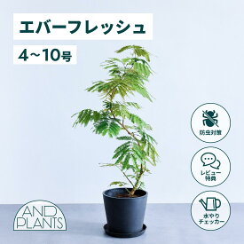 ＼レビュー特典あり！／エバーフレッシュ 観葉植物 本物 大型 小さい 軽い ミニ インテリア おしゃれ アンドプランツ andplants エコポッツ ecopots 鉢 植木鉢 育てやすい 枯れにくい 風水 縁起 プレゼント ギフト 出産祝い 快気祝い 開業祝い メッセージカード 送料無料