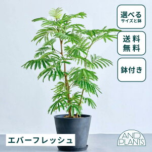 _r[T^Go[tbV ϗtA { ^  y ~j CeA  Ahvc andplants GR|bc ecopots  Aؔ Ă₷ ͂ɂ  N v