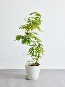 _r[TI^Go[tbV ϗtA { ^  y ~j CeA  Ahvc andplants GR|bc ecopots  Aؔ Ă₷ ͂ɂ  N 