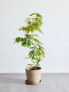 \レビュー特典あり!/エバーフレッシュ 観葉植物 本物 大型 小さい 軽い ミニ インテリア おしゃれ アンドプランツ andplants エコポッツ ecopots 鉢 植木鉢 育てやすい 枯れにくい 風水 縁起