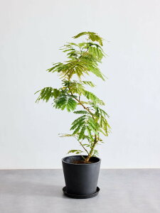 _r[TI^Go[tbV ϗtA { ^  y ~j CeA  Ahvc andplants GR|bc ecopots  Aؔ Ă₷ ͂ɂ  N 