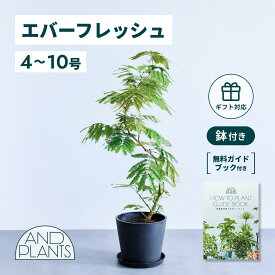 ＼レビュー特典あり／ エバーフレッシュ 観葉植物 本物 大型 小さい 軽い ミニ インテリア おしゃれ アンドプランツ エコポッツ ecopots 鉢 植木鉢 育てやすい 枯れにくい 風水 プレゼント ギフト 出産祝い 快気祝い 開業祝い メッセージカード 送料無料 andplants 縁起