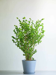 _r[T^tBJX xW~ obN ϗtA { ^  y ~j CeA  Ahvc andplants GR|bc ecopots  Aؔ Ă₷ ͂ɂ