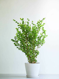 _r[T^tBJX xW~ obN ϗtA { ^  y ~j CeA  Ahvc andplants GR|bc ecopots  Aؔ Ă₷ ͂ɂ