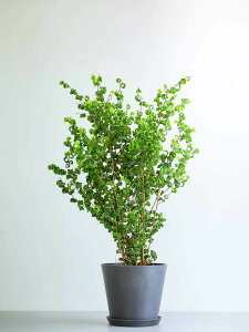 _r[T^tBJX xW~ obN ϗtA { ^  y ~j CeA  Ahvc andplants GR|bc ecopots  Aؔ Ă₷ ͂ɂ