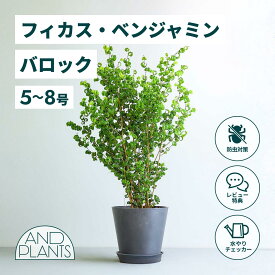 ＼レビュー特典あり／フィカス ベンジャミン バロック 観葉植物 本物 大型 小さい 軽い ミニ インテリア おしゃれ アンドプランツ andplants エコポッツ ecopots 鉢 植木鉢 育てやすい 枯れにくい 風水 縁起 プレゼント ギフト 新築祝い 結婚祝い 開業祝い 送料無料