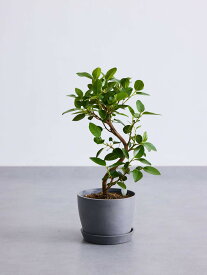 ＼レビュー特典あり／フランスゴムの木 観葉植物 5号 6号 8号 10号 本物 大型 小さい 軽い ミニ インテリア おしゃれ アンドプランツ andplants エコポッツ ecopots 鉢 植木鉢 育てやすい 枯れにくい 風水 縁起 プレゼント ギフト 新築祝い 結婚祝い 開業祝い 送料無料