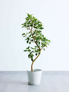 _r[T^tXS̖ ϗtA 5 6 8 10 { ^  y ~j CeA  Ahvc andplants GR|bc ecopots  Aؔ Ă₷ ͂ɂ