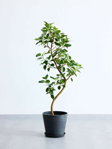 _r[T^tXS̖ ϗtA 5 6 8 10 { ^  y ~j CeA  Ahvc andplants GR|bc ecopots  Aؔ Ă₷ ͂ɂ