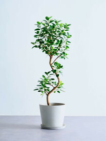 ＼レビュー特典あり／ フランスゴムの木 観葉植物 5号 6号 8号 10号 本物 大型 小さい 軽い ミニ インテリア おしゃれ アンドプランツ エコポッツ ecopots 鉢 植木鉢 育てやすい 枯れにくい 風水 縁起 プレゼント ギフト 新築祝い 結婚祝い 開業祝い 送料無料