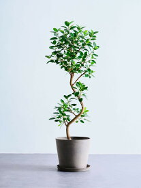 ＼レビュー特典あり／ フランスゴムの木 観葉植物 5号 6号 8号 10号 本物 大型 小さい 軽い ミニ インテリア おしゃれ アンドプランツ エコポッツ ecopots 鉢 植木鉢 育てやすい 枯れにくい 風水 縁起 プレゼント ギフト 新築祝い 結婚祝い 開業祝い 送料無料