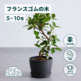 ＼レビュー特典あり／フランスゴムの木 観葉植物 5号 6号 8号 10号 本物 大型 小さい 軽い ミニ インテリア おしゃれ アンドプランツ andplants エコポッツ ecopots 鉢 植木鉢 育てやすい 枯れにくい 風水 縁起 プレゼント ギフト 新築祝い 結婚祝い 開業祝い 送料無料