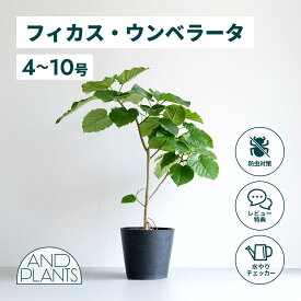 ＼レビュー特典あり／フィカス ウンベラータ 観葉植物 大型 小さい 軽い ミニ インテリア おしゃれ アンドプランツ andplants エコポッツ ecopots 鉢 植木鉢 育てやすい 枯れにくい 風水 縁起 プレゼント ギフト 新築祝い 結婚祝い 開業祝い メッセージカード 送料無料