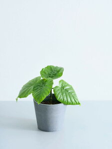 _r[T^tBJX Ex[^ ϗtA ^  y ~j CeA  Ahvc andplants GR|bc ecopots  Aؔ Ă₷ ͂ɂ  N v