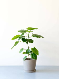 \レビュー特典あり/フィカス ウンベラータ 観葉植物 大型 小さい 軽い ミニ インテリア おしゃれ アンドプランツ andplants エコポッツ ecopots 鉢 植木鉢 育てやすい 枯れにくい 風水 縁起 プ