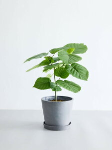 _r[T^tBJX Ex[^ ϗtA ^  y ~j CeA  Ahvc andplants GR|bc ecopots  Aؔ Ă₷ ͂ɂ  N v