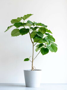 _r[T^tBJX Ex[^ ϗtA ^  y ~j CeA  Ahvc andplants GR|bc ecopots  Aؔ Ă₷ ͂ɂ  N v