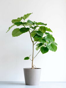 _r[T^tBJX Ex[^ ϗtA ^  y ~j CeA  Ahvc andplants GR|bc ecopots  Aؔ Ă₷ ͂ɂ  N v