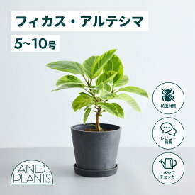 ＼レビュー特典あり／フィカス アルテシマ 観葉植物 本物 大型 小さい 軽い ミニ インテリア おしゃれ アンドプランツ andplants エコポッツ ecopots 鉢 植木鉢 育てやすい 枯れにくい 風水 縁起 プレゼント ギフト 新築祝い 結婚祝い 開業祝い メッセージカード 送料無料